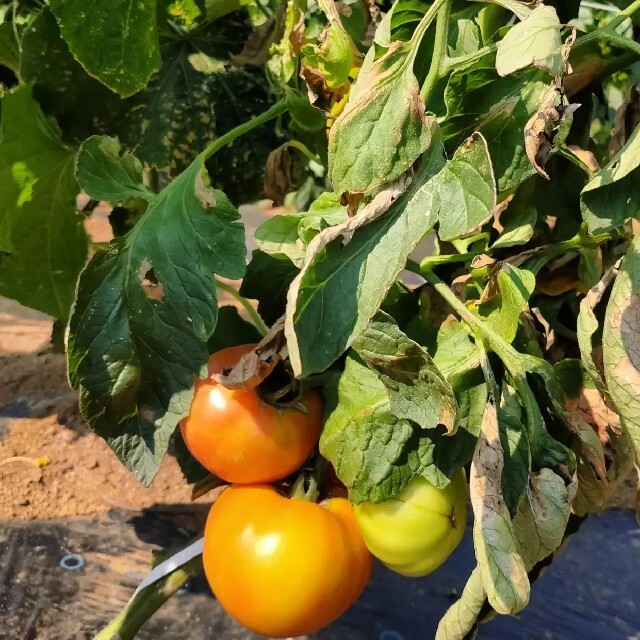 農家直送！夏野菜詰め合わせ 食品/飲料/酒の食品(野菜)の商品写真