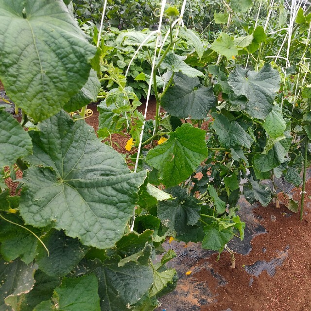 農家直送！夏野菜詰め合わせ 食品/飲料/酒の食品(野菜)の商品写真