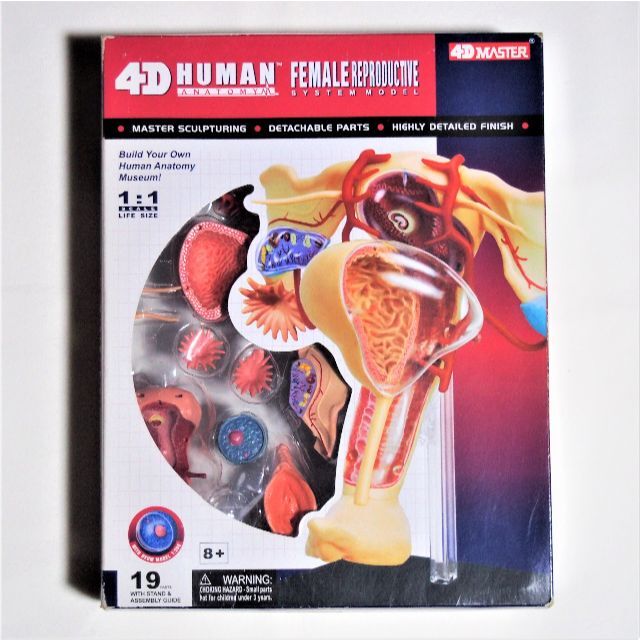 アオシマ文化教材社 スカイネット 立体パズル 人体解剖モデル エンタメ/ホビーのおもちゃ/ぬいぐるみ(模型/プラモデル)の商品写真
