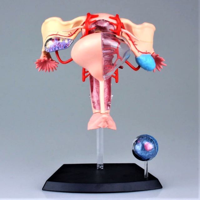 アオシマ文化教材社 スカイネット 立体パズル 人体解剖モデル エンタメ/ホビーのおもちゃ/ぬいぐるみ(模型/プラモデル)の商品写真