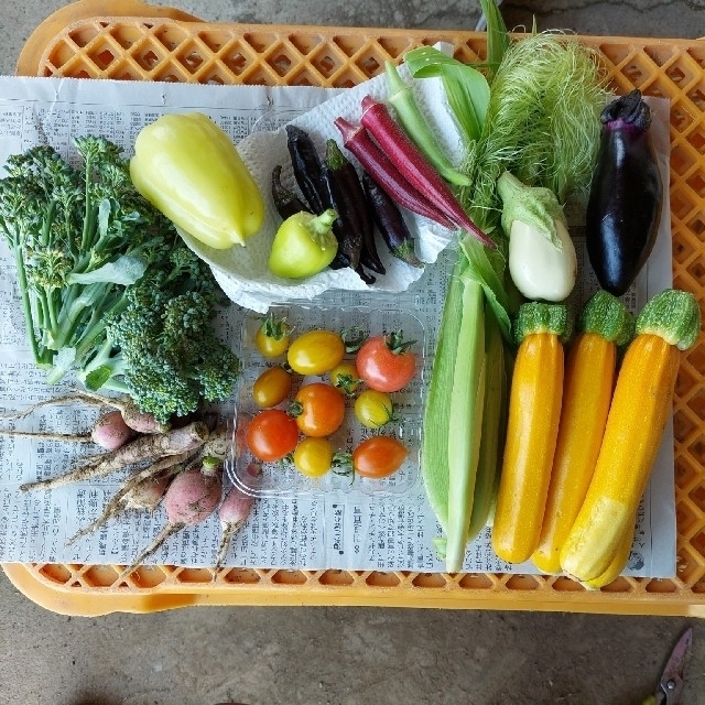 like her様専用　野菜おまかせ詰め合わせBOX【Ｌ】 食品/飲料/酒の食品(野菜)の商品写真