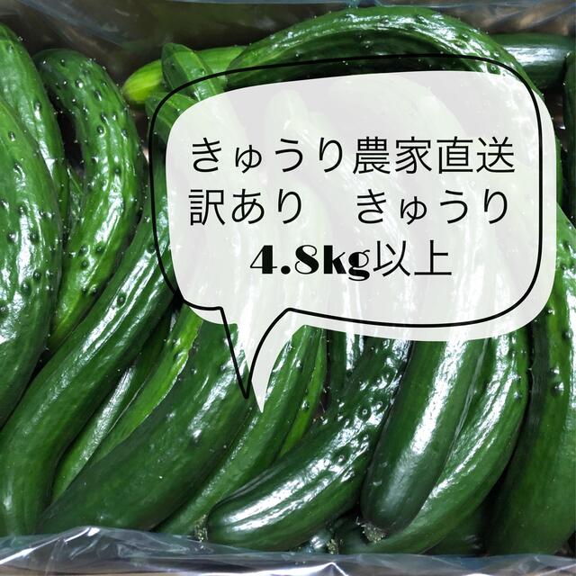 朝採り　きゅうり　訳あり　太め　箱込み4.8kg 食品/飲料/酒の食品(野菜)の商品写真