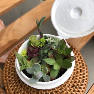 無農薬　多肉植物　ちまちま寄せ植え 　　セダム　子持ち蓮華　火祭り　ネックレス　(その他)