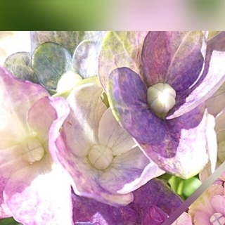 紫陽花 コットンキャンディ 挿し木苗 抜き苗
