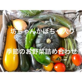 季節のお野菜詰め合わせ 坊ちゃんかぼちゃ入り 無農薬 愛媛県産(野菜)