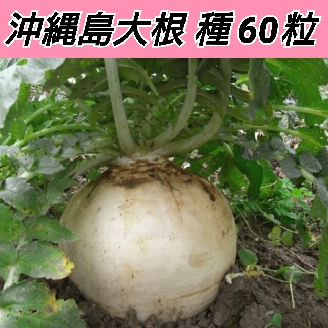 沖縄島大根 種60粒【固定種】 食品/飲料/酒の食品(野菜)の商品写真