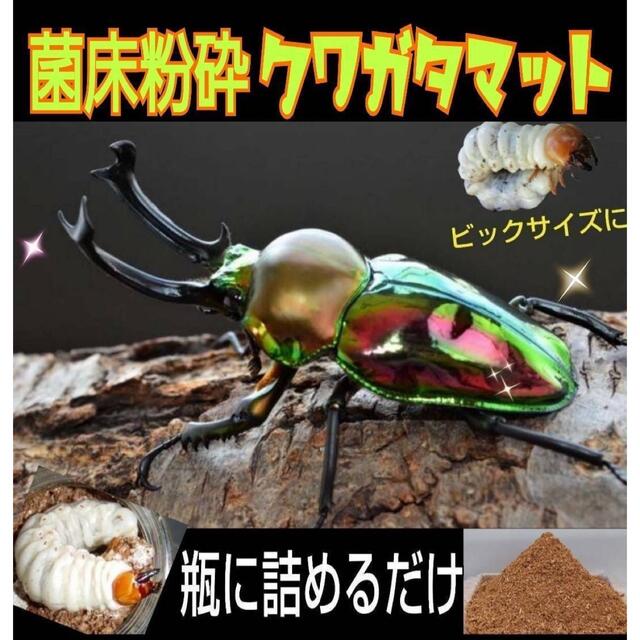 クワガタ専用☆菌床マット 瓶やプリンカップに詰めるだけ!幼虫が