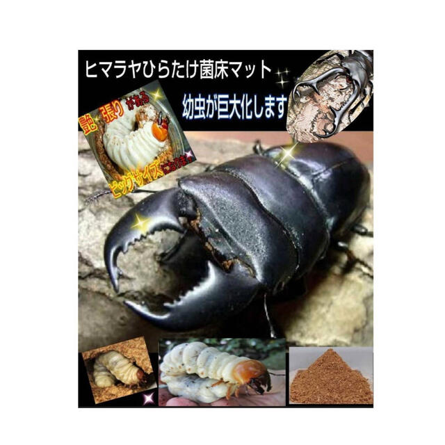 クワガタ専用☆菌床マット 瓶やプリンカップに詰めるだけ!幼虫が