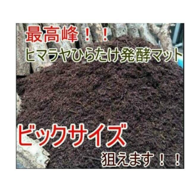 カブトムシ幼虫が丸々太ります！改良版☆発酵マット【50L】コバエ、雑虫湧きません