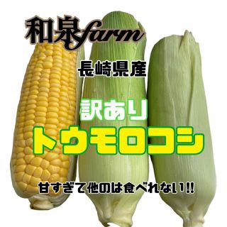 訳ありトウモロコシ(野菜)