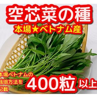 空芯菜の種20g【400粒以上】★本場ベトナム産(野菜)