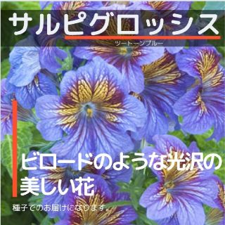 ネコポス　サルピグロッシスNo.06☆ツートーンブルー☆　種子6粒(その他)