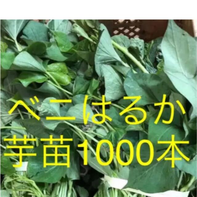 ベニはるか芋苗1000本セール