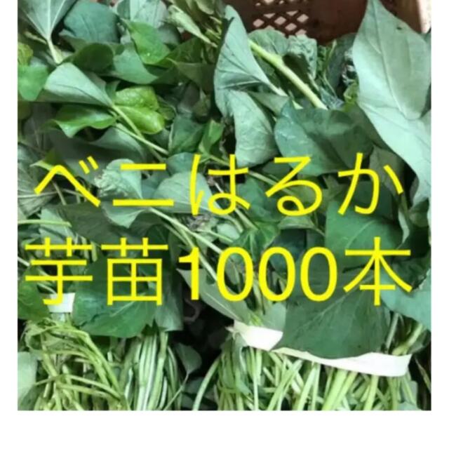 ベニはるか芋苗1000本 食品/飲料/酒の食品(野菜)の商品写真