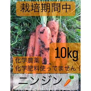 7/11(月)発送！朝収穫！スイートニンジン10kg！(野菜)