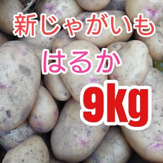 新じゃがいも　はるか 9kg 箱込み(野菜)