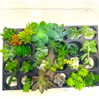 多肉植物　カット苗　詰め合わせ　寄せ植え　(その他)