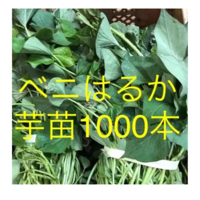 ベニはるか芋苗1000本 食品/飲料/酒の食品(野菜)の商品写真