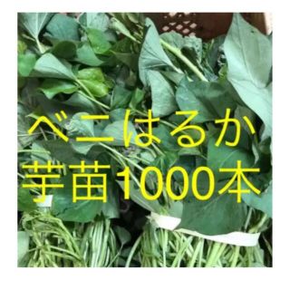 ベニはるか芋苗1000本(野菜)