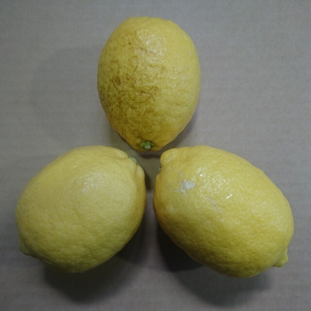 中島産レモン 特大玉 食品/飲料/酒の食品(フルーツ)の商品写真