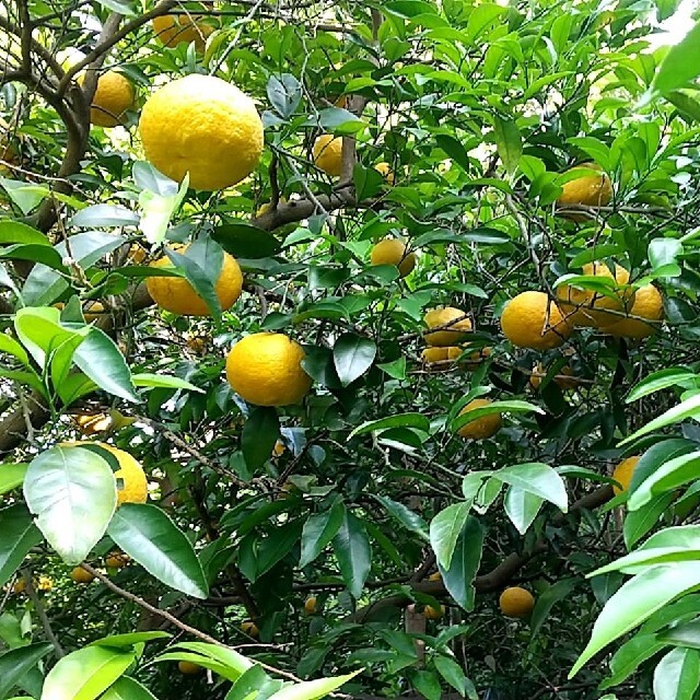 倉庫 ミカン 甘夏 甘夏みかん マーマレード ジャム あまなつ 青島みかん 八朔