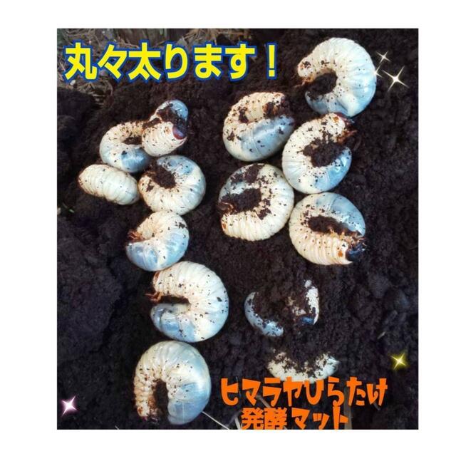 カブトムシ幼虫が丸々太ります！改良版☆発酵マット【50L】コバエ、雑虫湧きません