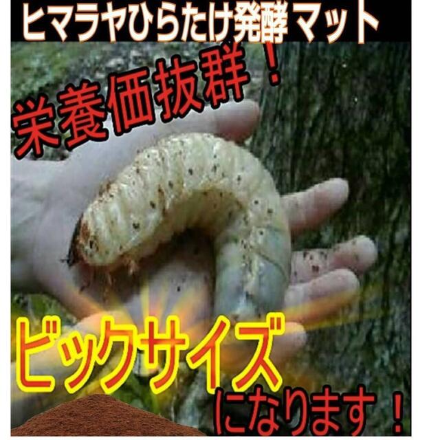 カブトムシ幼虫が丸々太ります！改良版☆発酵マット【50L】コバエ、雑虫湧きません 1