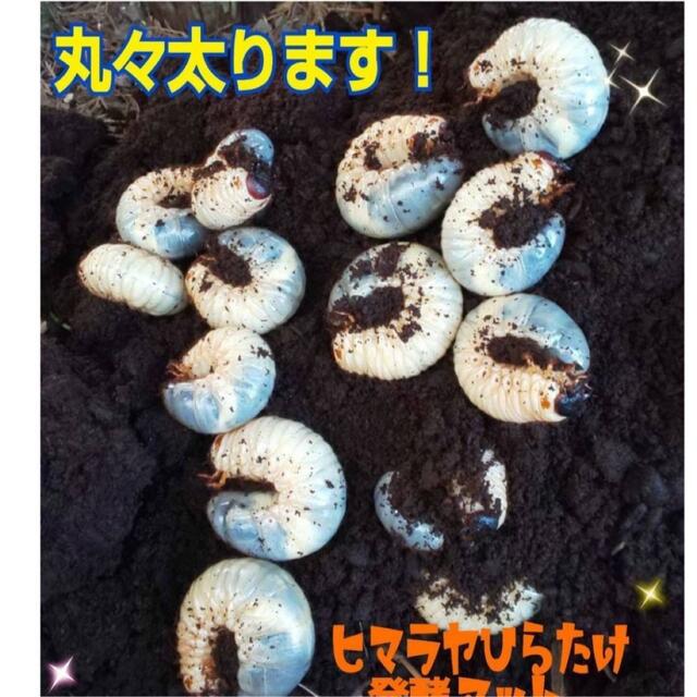 カブトムシ幼虫が丸々太ります！改良版☆発酵マット【50L】コバエ、雑虫湧きません 3