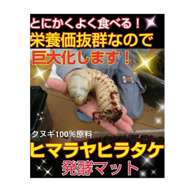 カブトムシ幼虫の餌 産卵に抜群!発酵マットコバエ、雑虫も湧きません カブトムシ幼虫の餌 産卵に抜群!発酵マットコバエ、雑虫も湧きません