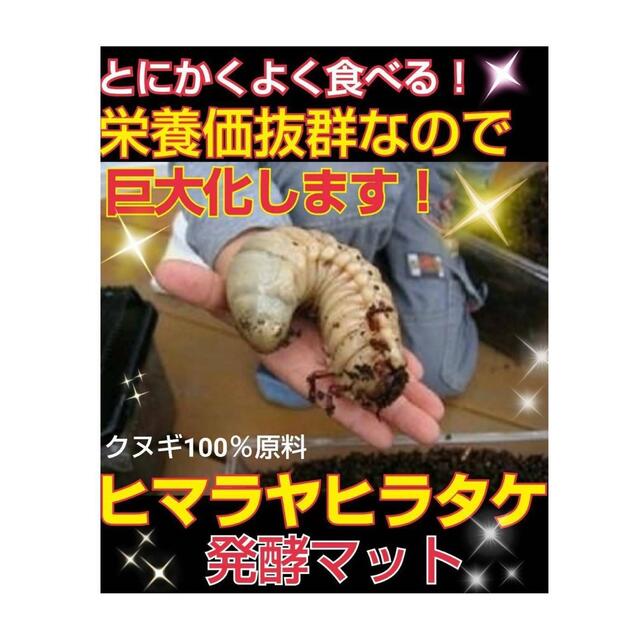 カブトムシ幼虫が丸々太ります！改良版☆発酵マット【50L】コバエ、雑虫湧きません 7