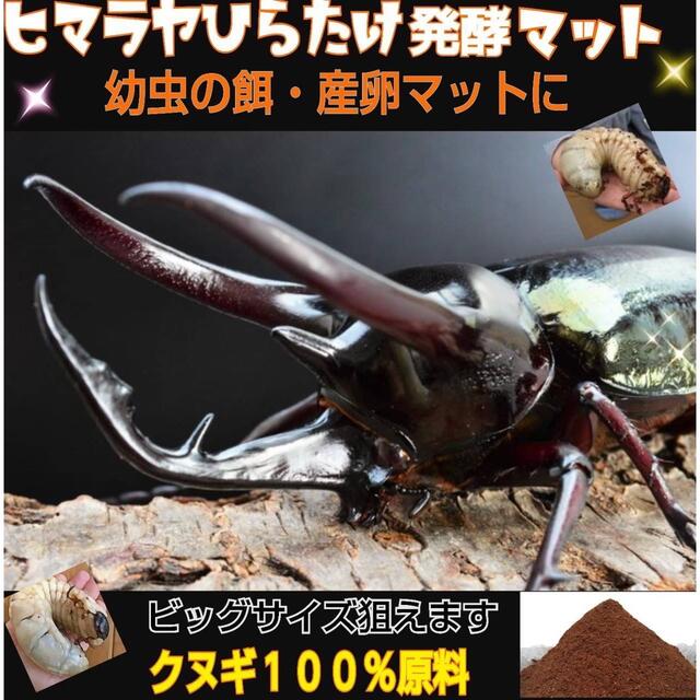 カブトムシ幼虫が丸々太ります！改良版☆発酵マット【50L】コバエ、雑虫湧きません 9