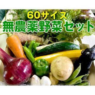 野菜詰め合わせセット　7/5採りたて野菜を60サイズ(野菜)