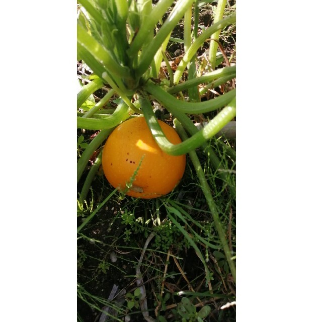 【自然農・自家採種あり】野菜の種　花の種　セットにします◎いろいろあり✿家庭菜園 食品/飲料/酒の食品(野菜)の商品写真