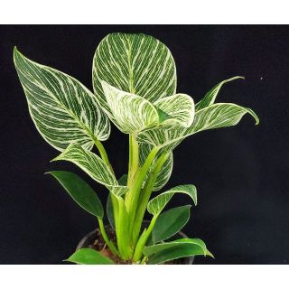 斑入り観葉植物☆フィロデンドロン 属★バーキン②（4号鉢）高さ約36cm(その他)