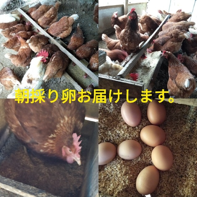 平飼い麦卵 50個 紙トレー 食品/飲料/酒の食品(野菜)の商品写真