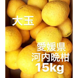 愛媛県産　河内晩柑　宇和ゴールド　柑橘　15kg(フルーツ)