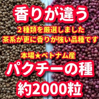 パクチーの種・各種10g【合計約2000粒】香りが違う★本場ベトナム産(野菜)