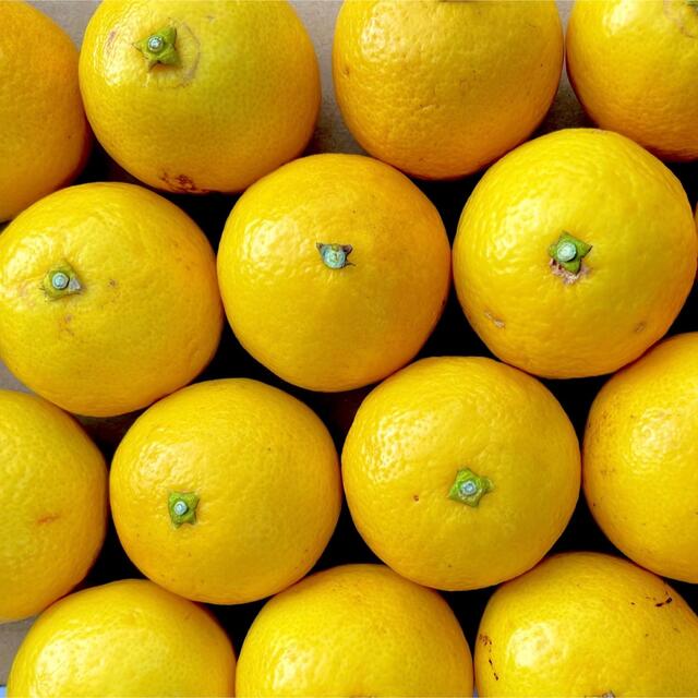 小玉土佐小夏約1kg コンパクト | energysource.com.br