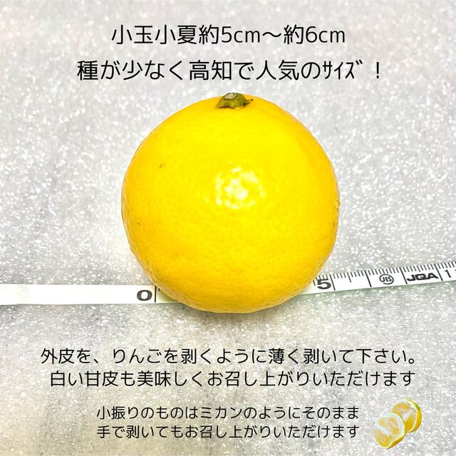 小玉土佐小夏約1kg コンパクト | energysource.com.br