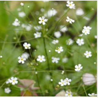 採取したて　珍しいお花の種　アンドロサセ　スターダスト  100粒(その他)