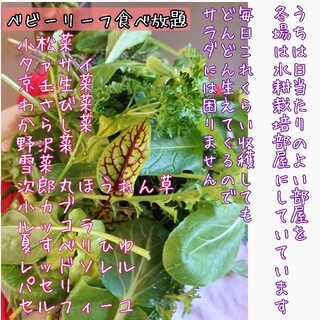 ベビーリーフ オリジナルMIX 固定種 野菜の種 種子 種 家庭菜園 サラダ(野菜)