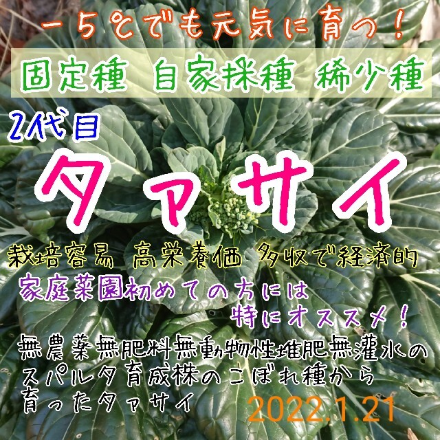 タァサイ 固定種 自家採種 2代目 野菜の種 家庭菜園 プランター 種子 種 食品/飲料/酒の食品(野菜)の商品写真