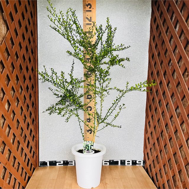 100%本物 フィンガーライム接木苗3年生 8号鉢植え 旺盛/樹高110センチ 果樹