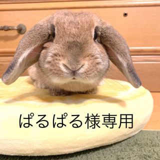 ぱるぱる様専用（多肉植物）(その他)