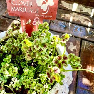 まろ　さま専用　天使の羽　エンジェルクローバー　苗　株分け　MARRIAGE(その他)