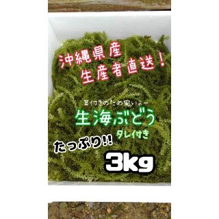 沖縄県産 海ぶどう 茎付き3000ｇ“ 商品の説明⚠️必読⚠️(魚介)