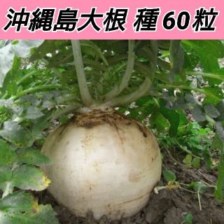 沖縄島大根 種60粒【固定種】(野菜)