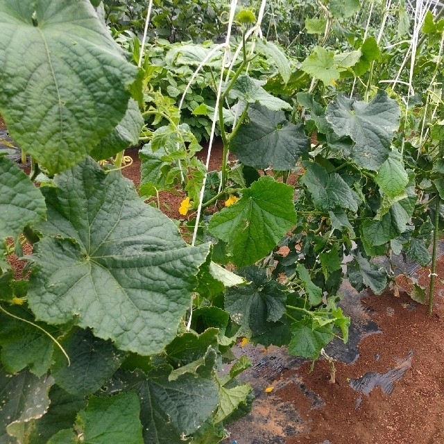 おまかせ野菜詰め合わせ 60サイズ 食品/飲料/酒の食品(野菜)の商品写真