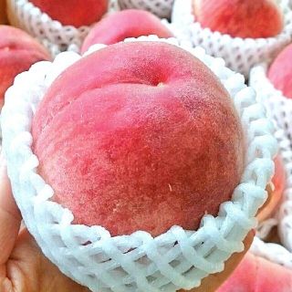 🍑20箱限定🍑白桃《はなよめ》🍑🍑(フルーツ)