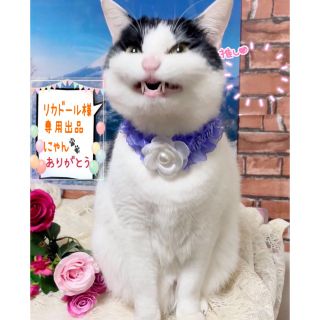 ⭐夏祭り⭐浴衣　花柄　大きなリボン　パープル　黒　おしゃれ　犬　猫(ペット服/アクセサリー)